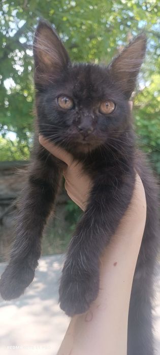 Отдам котят в добрые руки
