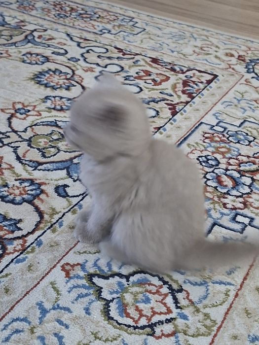 Британкие котята