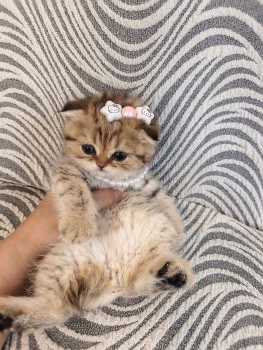 Шиншилла шотландская фолд