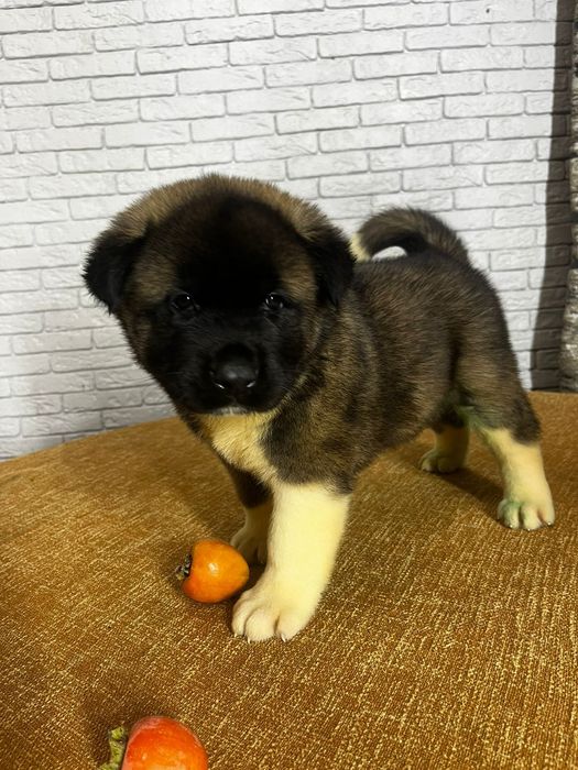 Продам щенков американской акиты