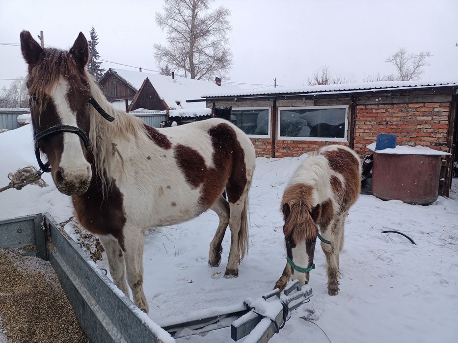 Продам лошадей 3