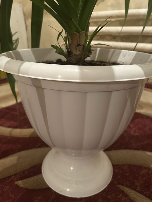 Продается панданус