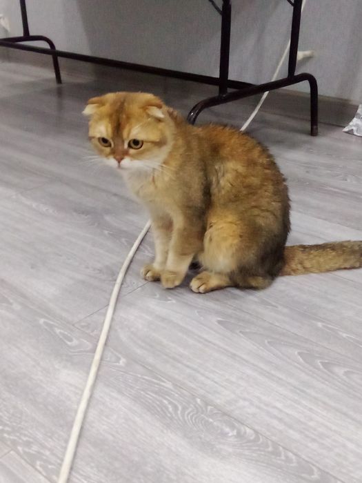 mushuk sotiladi. yoshi 1yarim jinsi erkak.sogʻlom