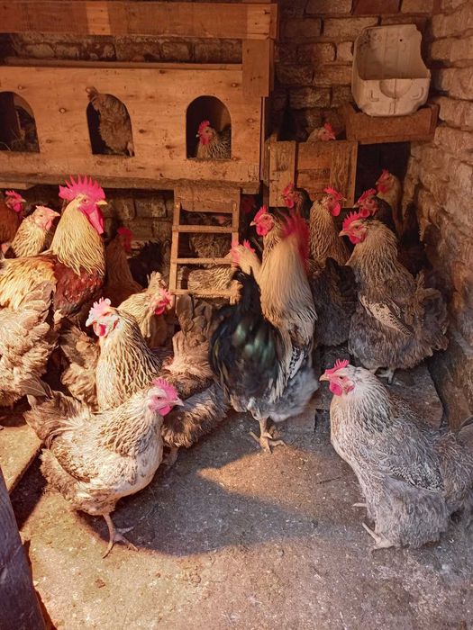 Яйца от Катунски кокошки три цвята