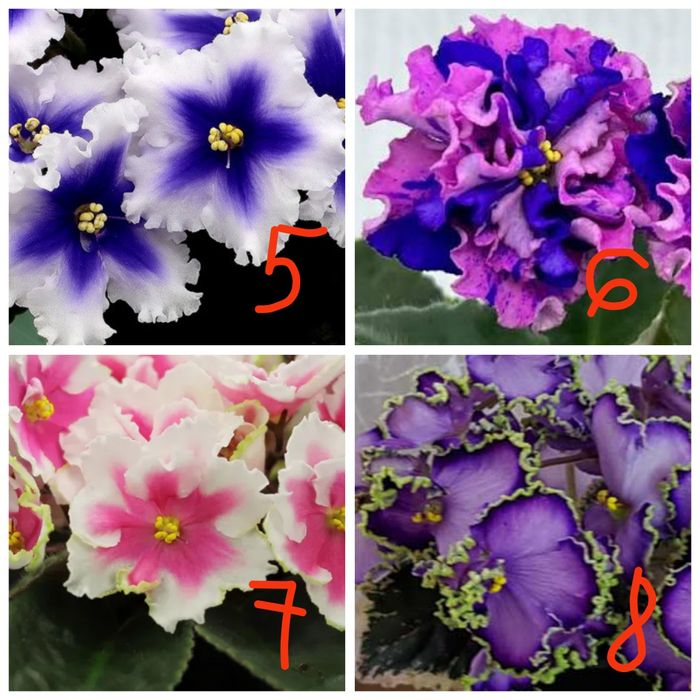 Продам детки сортовых фиалочек