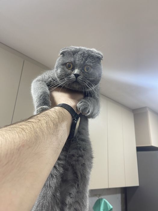 Вязка. Шотландский кот ( не продается )