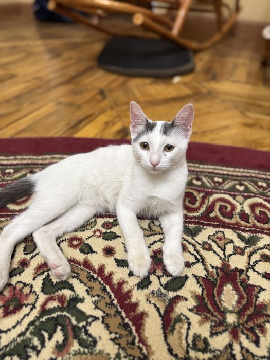 Отдаем котят 4х месячных. Смесь британской шиншиллы и дворовой кошки!!