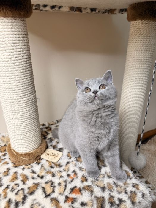 Шотландская кошечка голубой дым | Scottish Straight | 4 мес