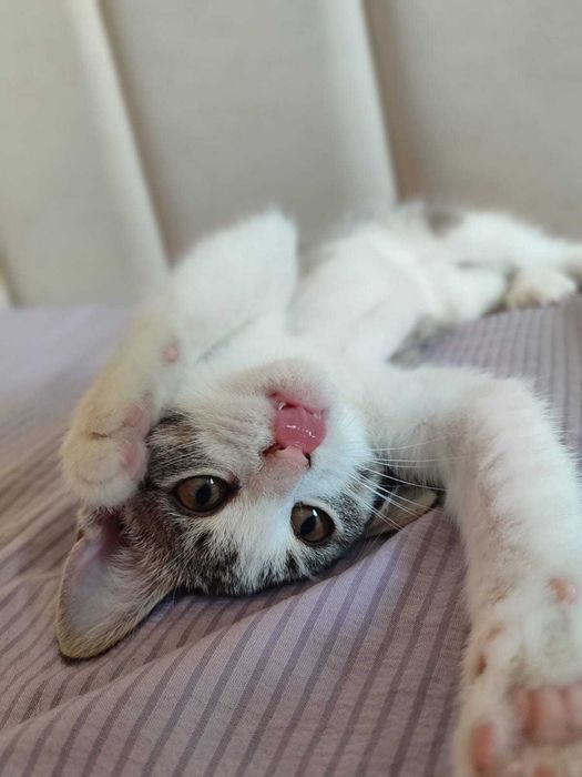 Отдам Котёнка в добрые руки.