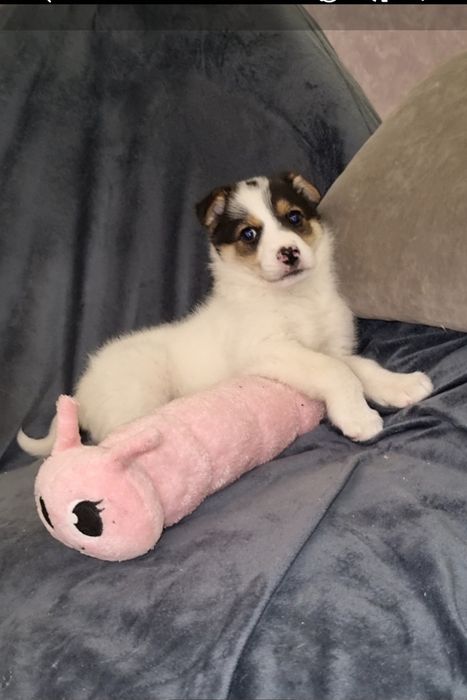 Шкода ищет мампап. Доставлю!