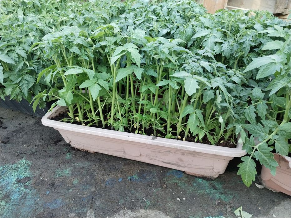 Продам рассаду помидор