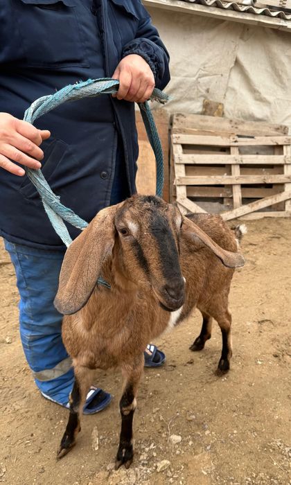 Англо Нубиские козы продаётся