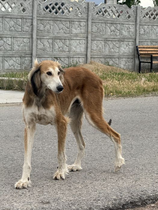 Ұрғашы тазы сатылады.