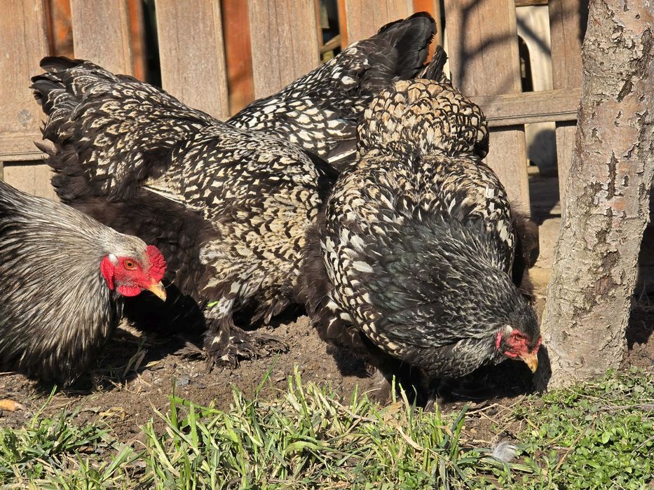 Продавам разплодни яйца от Сребърно кантирана барма (Silver Laced)