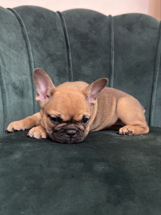 Bulldog francez