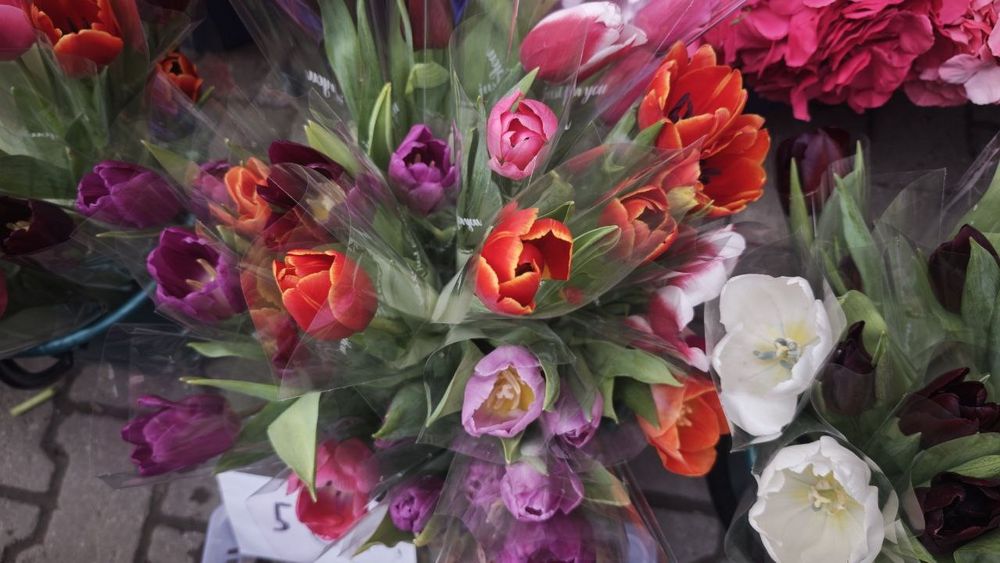 луковица голландского тюльпана