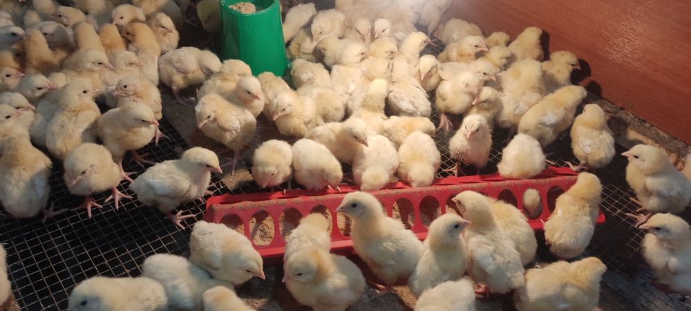 Продам цыплят бройлеров