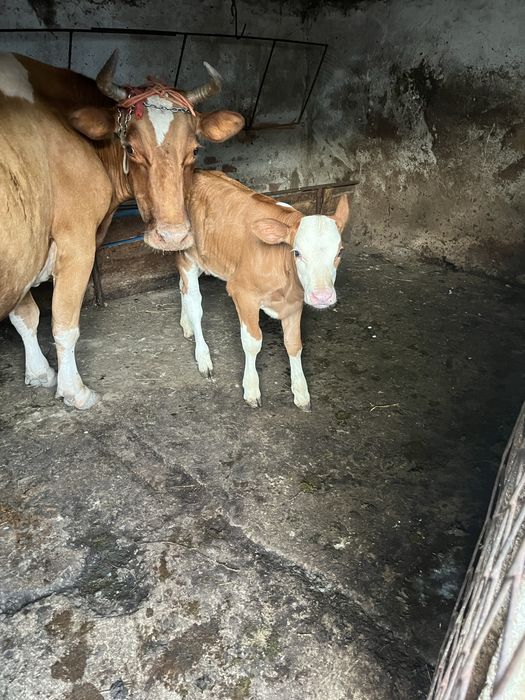 Schimb vitea bălțată romaneasca