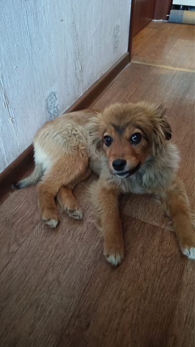 Девочка, 4 месяца.