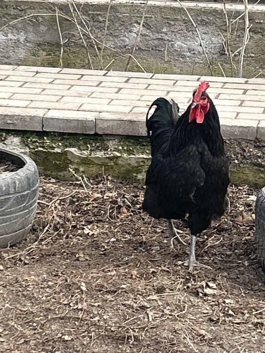 Продам Джерсийский гигант