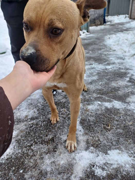 Питбуль в добрые руки