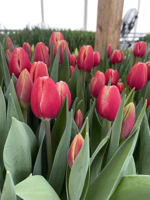 Тюльпаны к 8 марта