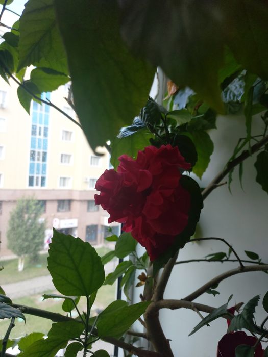 Абутилон,гибискусы