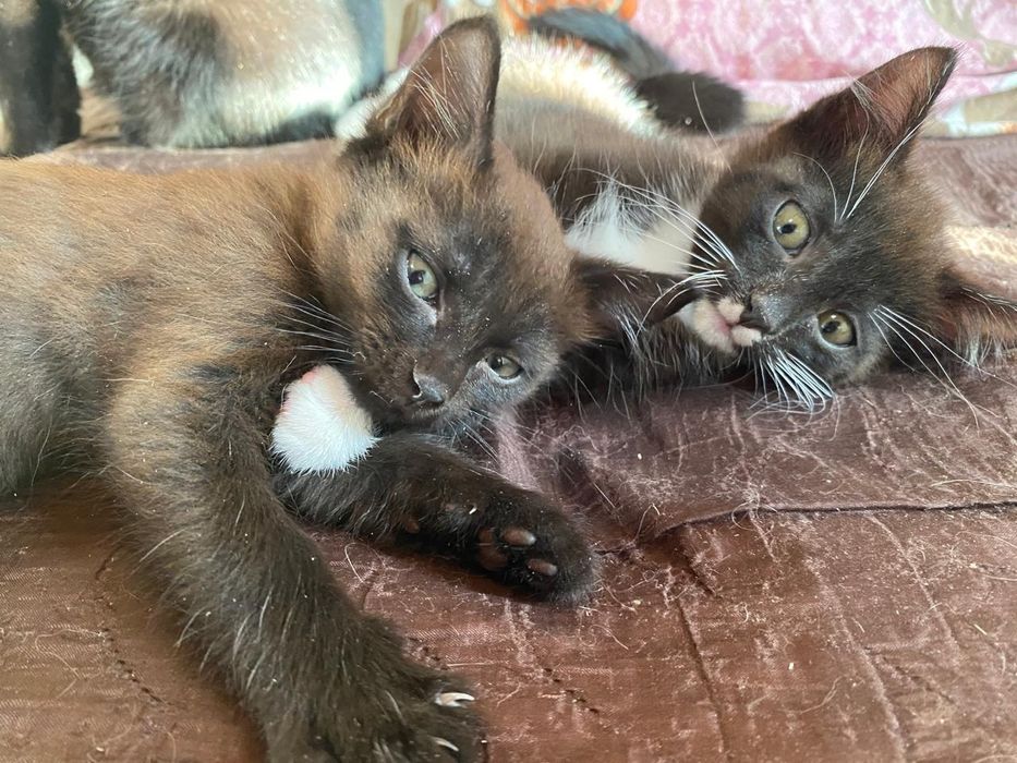 Отдам котёнка в добрые руки