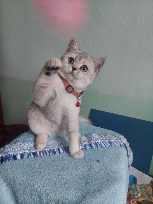 Britaniski shinshilla ota onasi privaznoy 4 oyli boldi o'yinqaroq