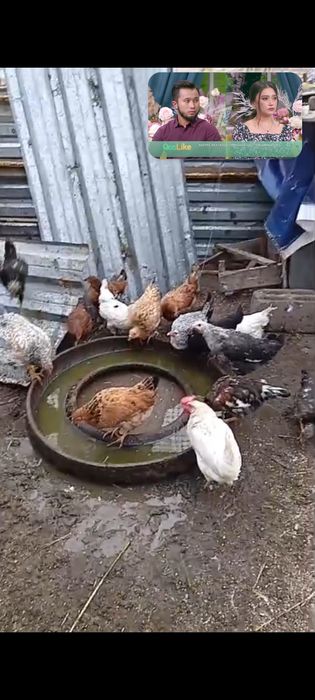 Молодые курочки домашние