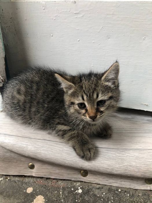 Zotli Mushuk bolari sotiladi