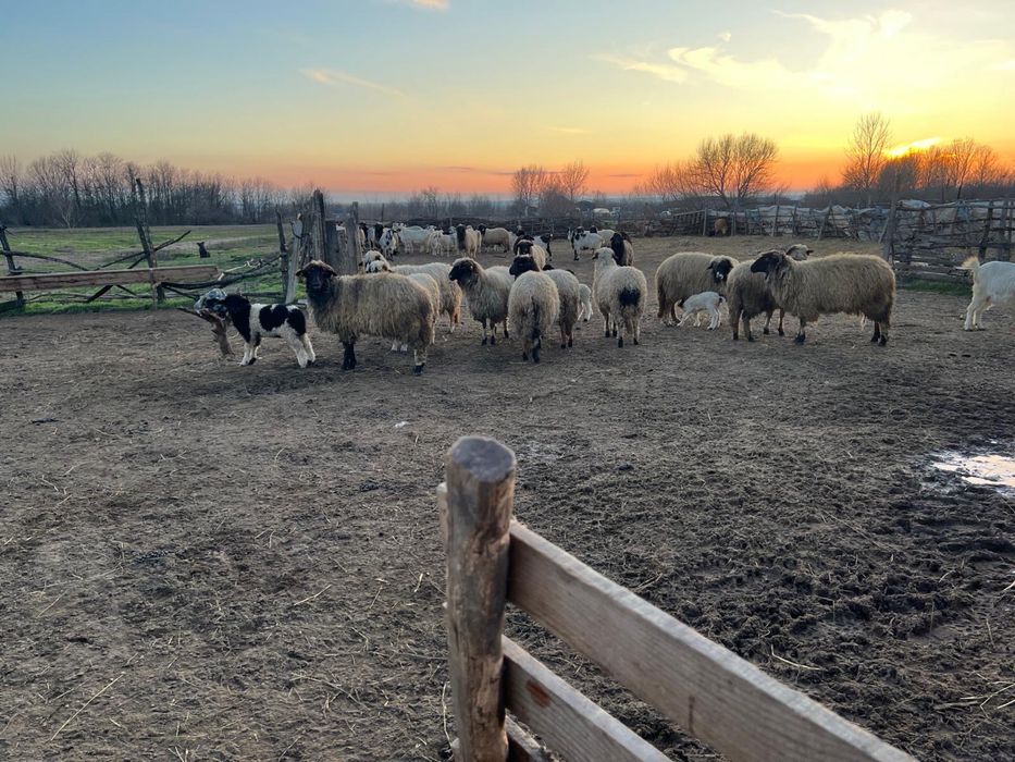 Vând oi, oi cu miei, capre cu iezi