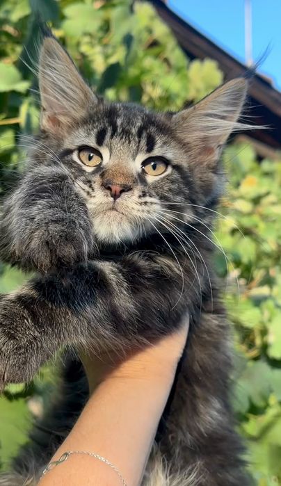 Котята Мейн Куны