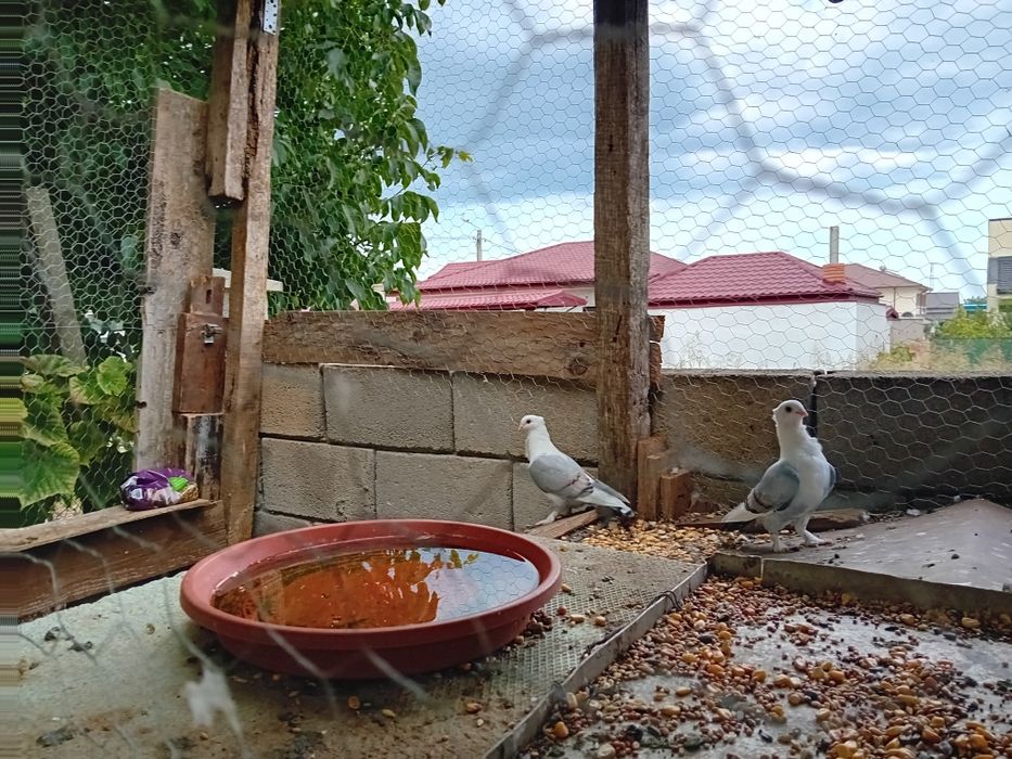 Porumbei satineți(misirlii) sau schimb cu voltați indieni