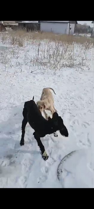 Қаны таза Тазы...