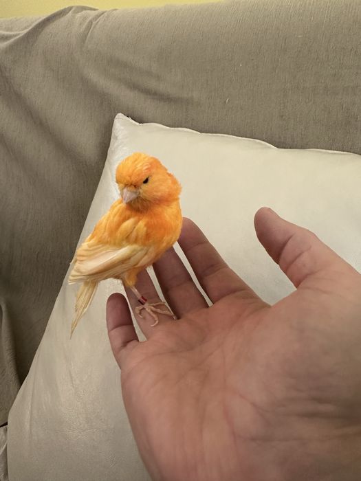 Мъжко канарче на година и половина с клетка