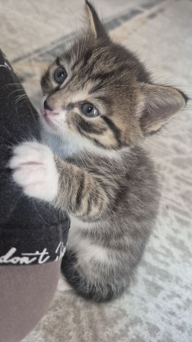 Отдам котят в добрые руки