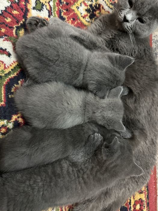 Скотиш фолд мушукчалар сотилади