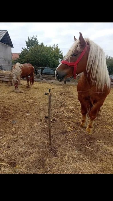 Caii buni de vânzare