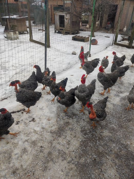 Vând puicuțe gât golaș