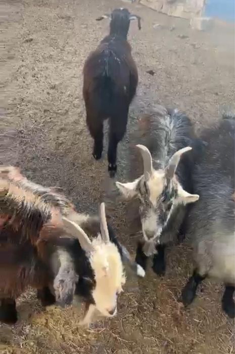 Тез арада,ешкі лағымен,шыбыштар сатылады.