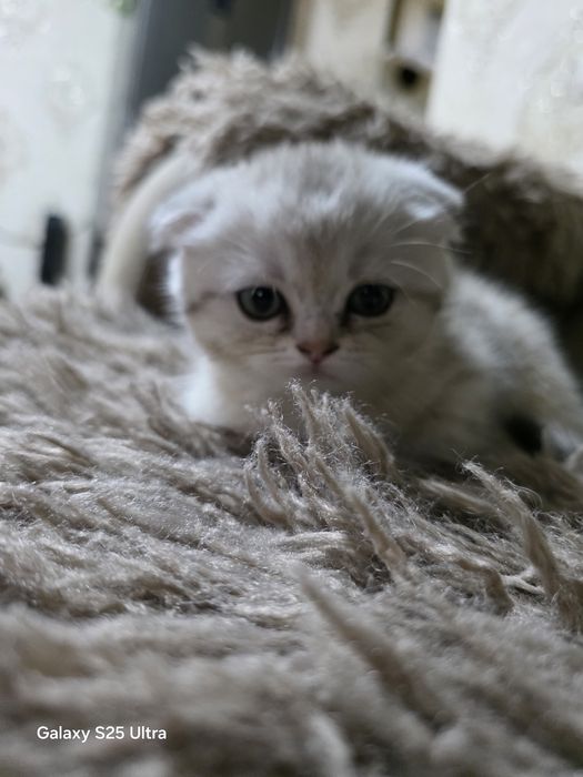 Шиншилла мушук сотилади