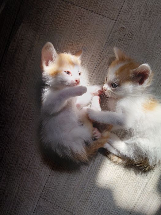 Отдам домашних чистых котят