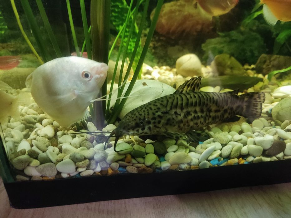 Аквариум 60 литров