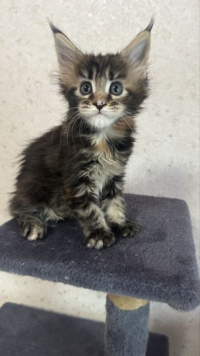 Мейн-Кун Продажа Питомник