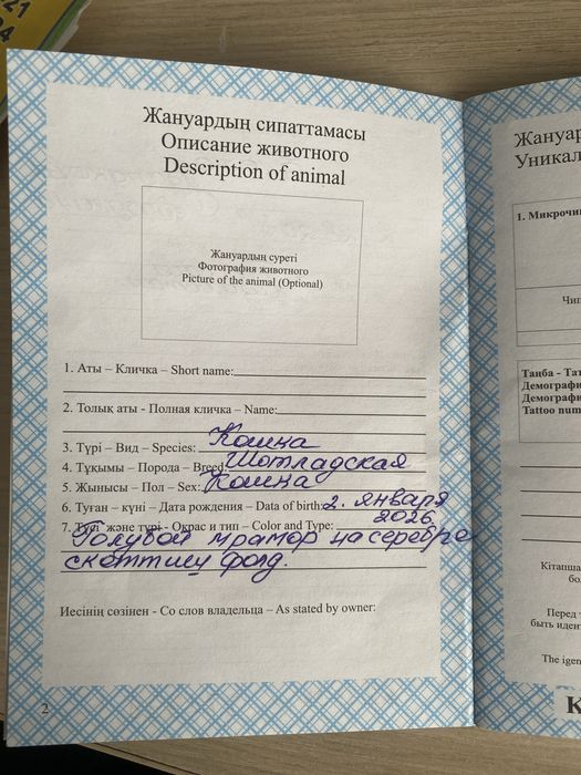 Шотландская веслоухая