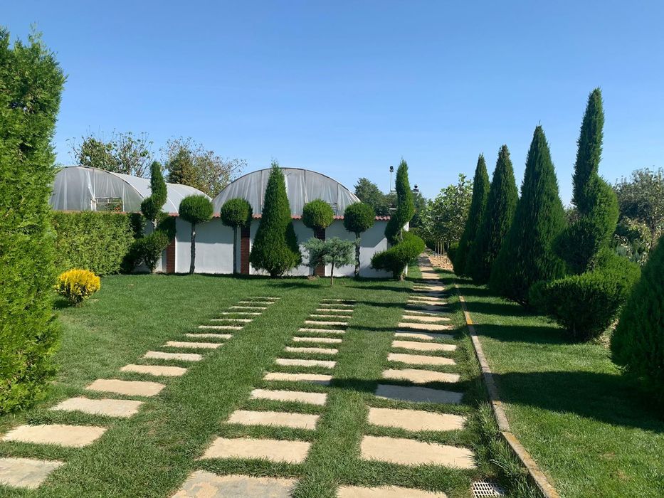 Tuia direct din pepiniera