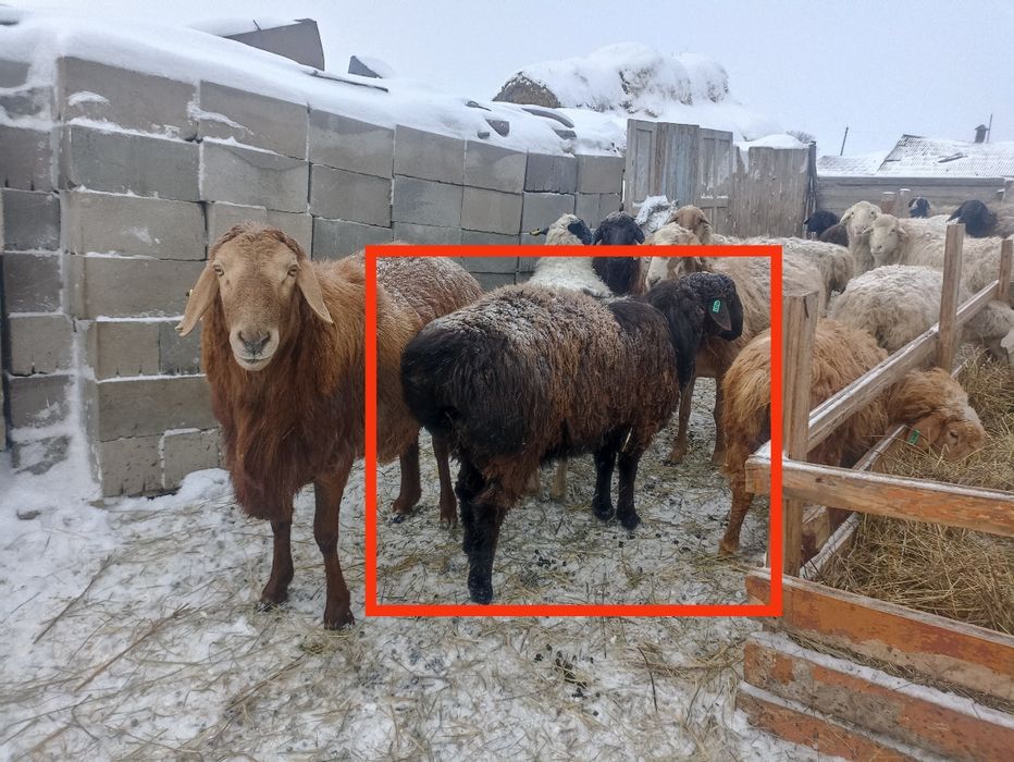 Кошкар Гиссар-Еділбай