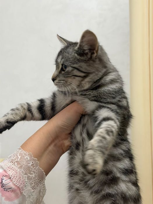 Отдам котенка в добрын руки