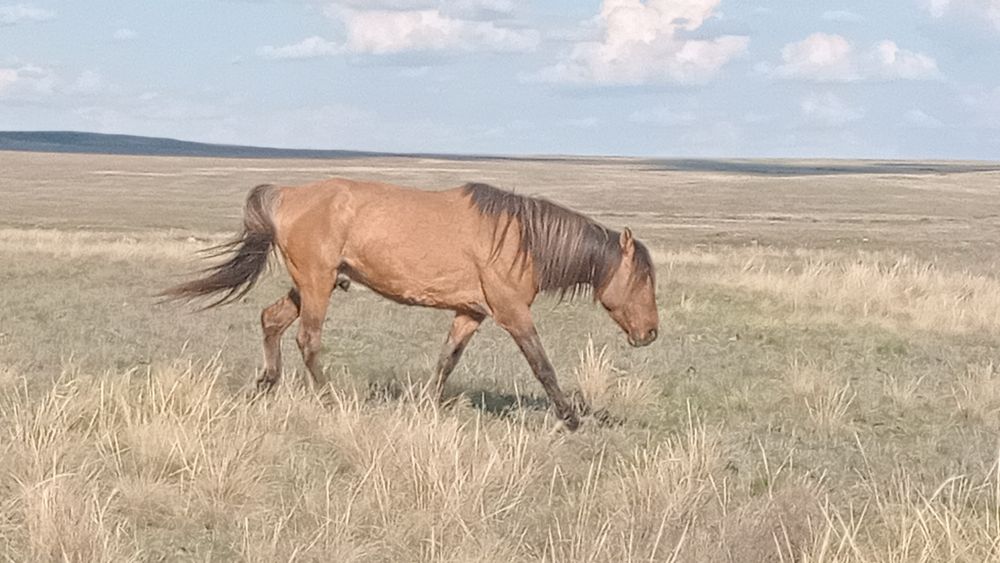 Құла айғыр сатылады